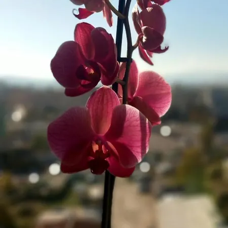 Alphaview *