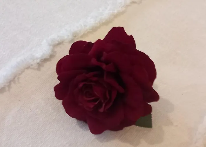 Alphaview * 브라쇼브